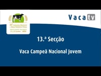 Sección 13. Vaca joven campeona