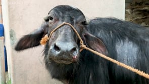 Animal Equality documents criminal abuse of a buffalo in India and asks authorities for prosecution