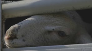 The Transportation of Lambs to Slaughterhouses – An investigation by Animal Equality