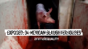 Animal Equality Investigation into Mexican Slaughterhouses