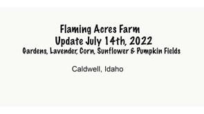 July 14th, 2022 Update Flaming Acres Farm