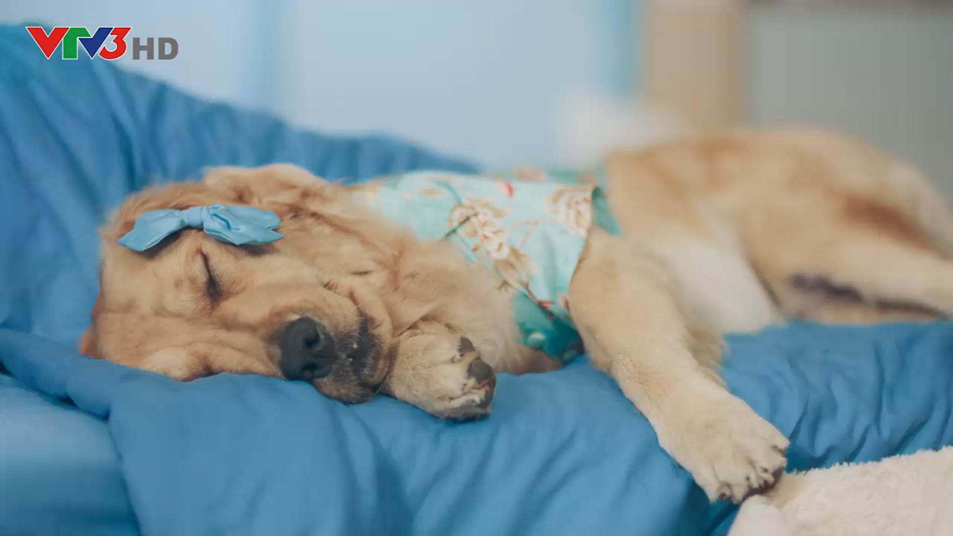 Điều Hoà DAIRRY - 5AM | PH - All Star Casting Agency