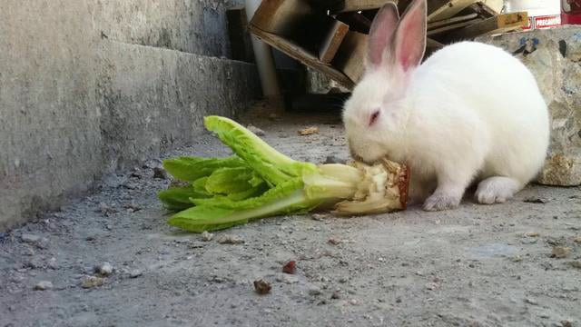Hungry Rabbit Timelapse on Vimeo