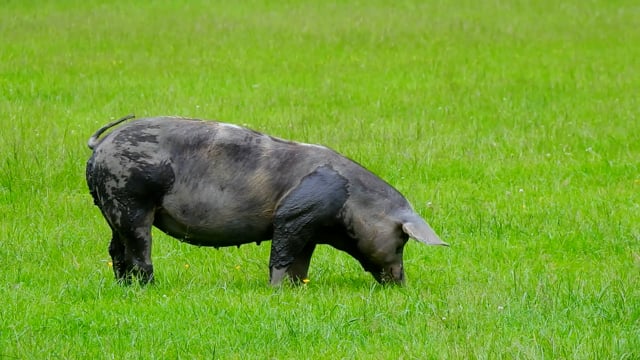 Pig Animal Mammal - Free video on Pixabay Pig Animal Mammal - Free video on Pixabay