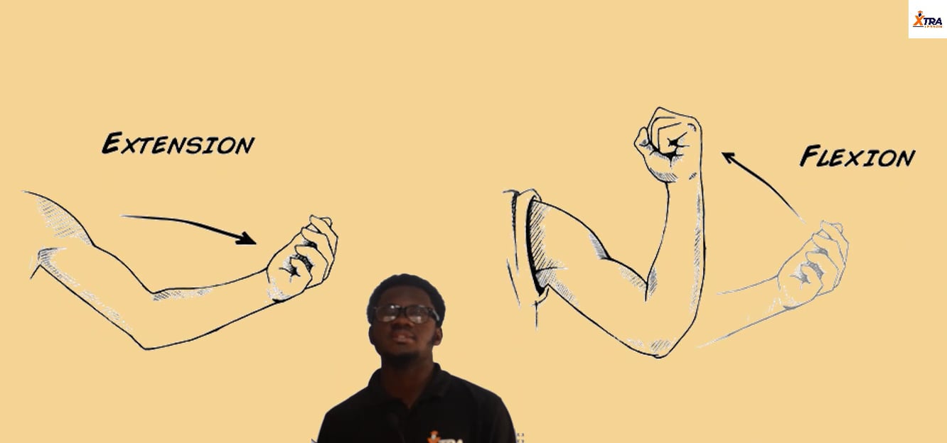 Lecture 8 Flexion and Extension of the Forearm.mp4 on Vimeo
