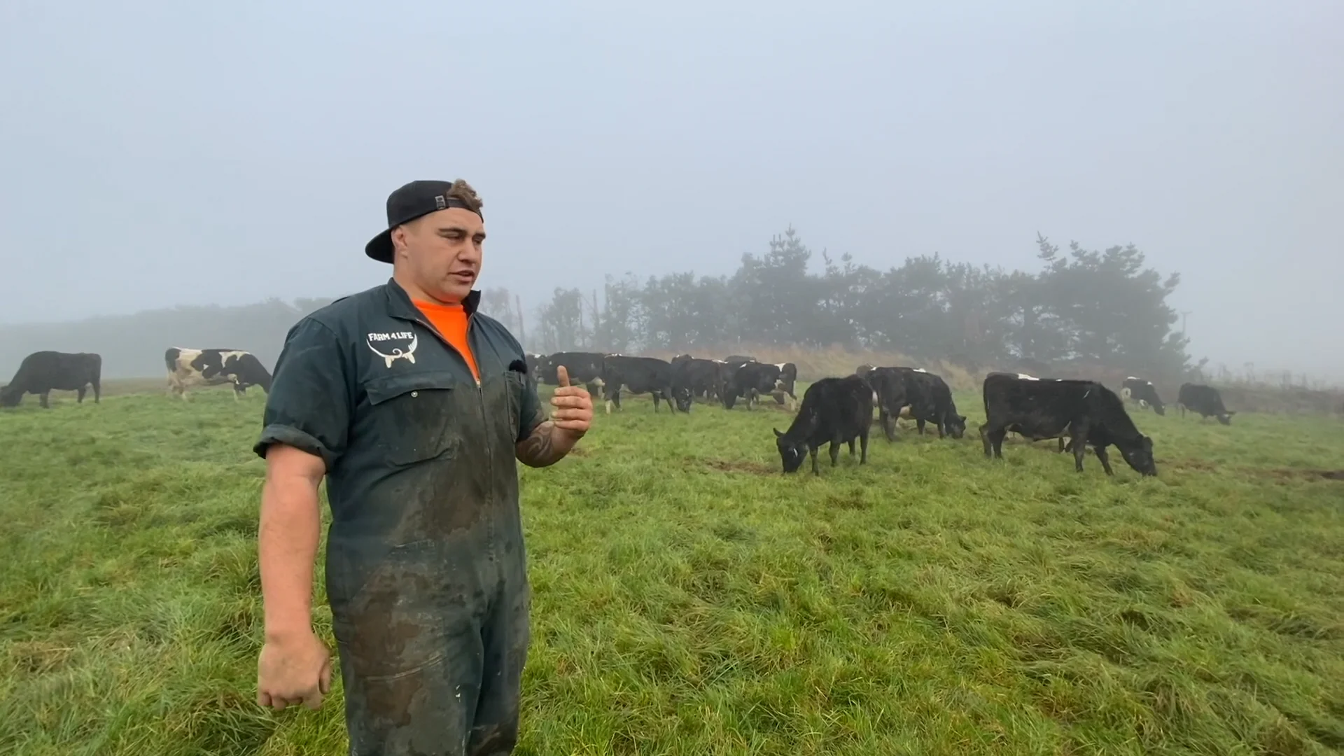 Springer cow - Condition score When nominating on Vimeo