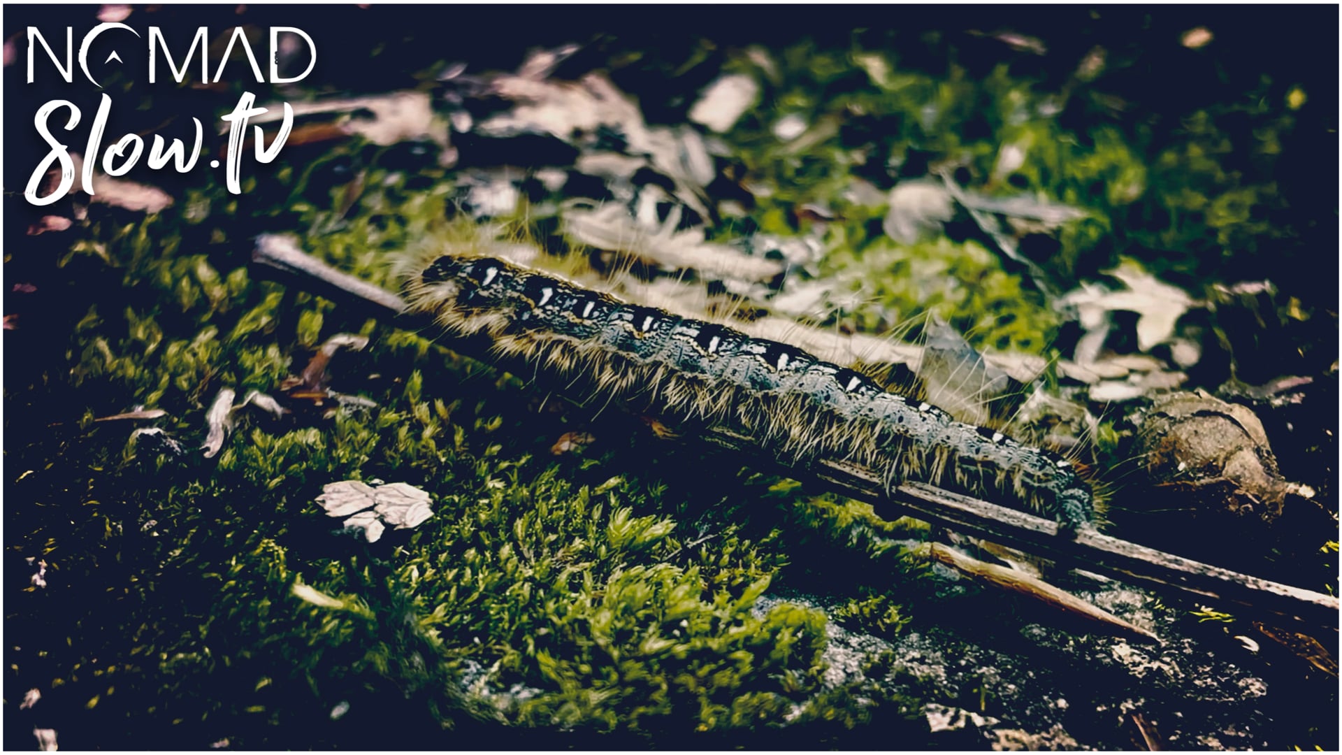 a caterpillar