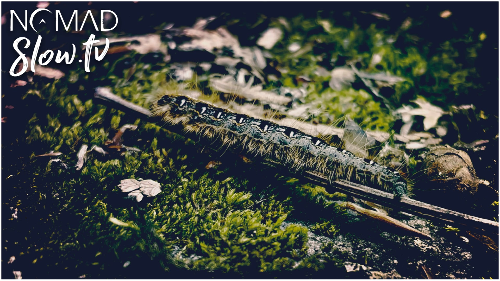 a caterpillar