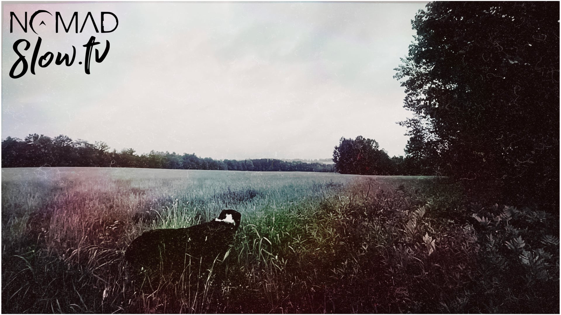 Black & White Dog in a Rainy Field