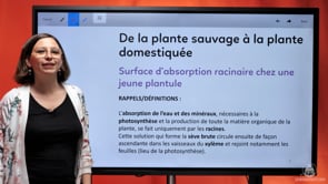 video : surface-dabsorption-racinaire-chez-une-jeune-plantule-3627