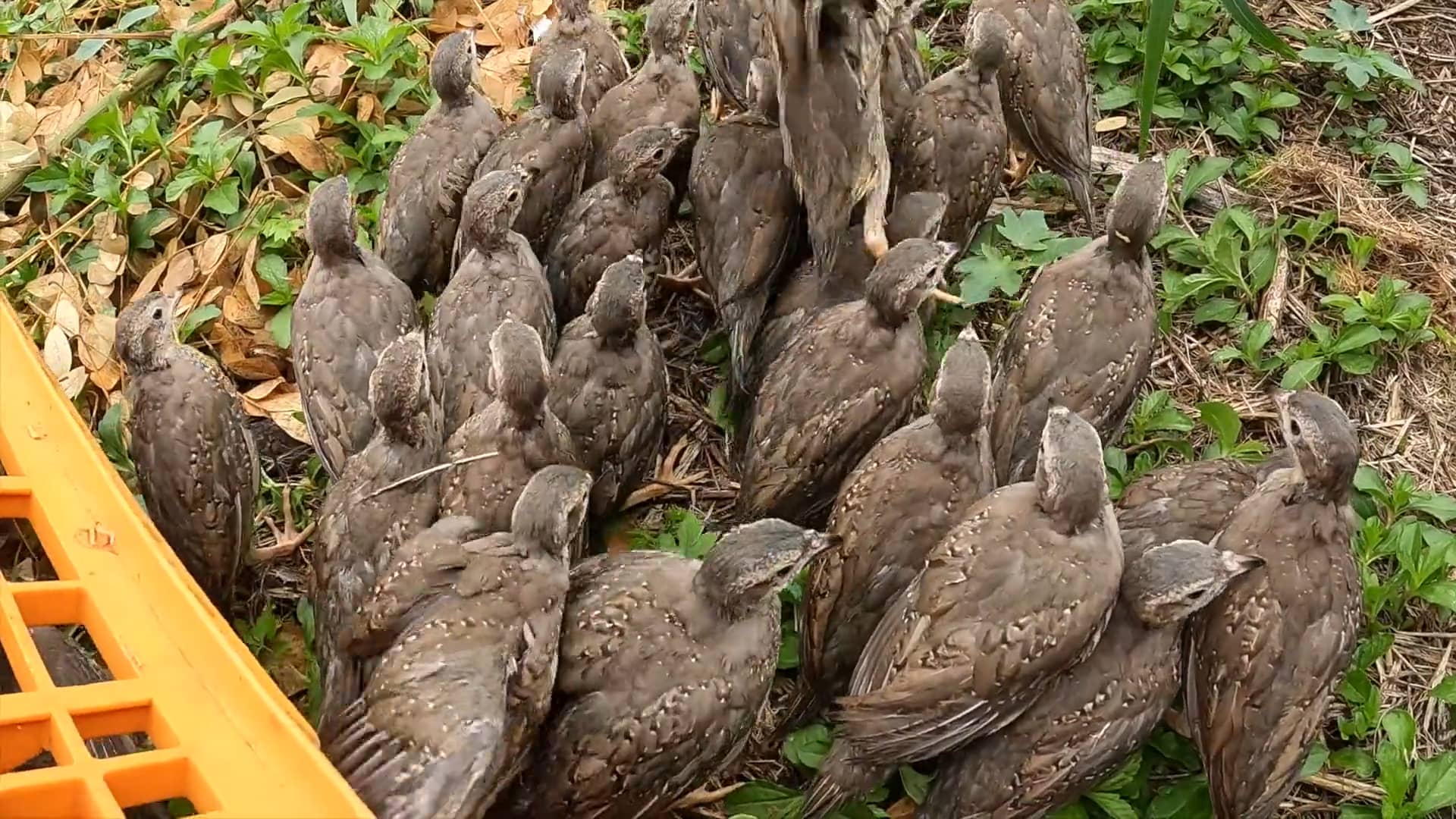 Small Game Birds Put & Take, July 18, 2022 on Vimeo