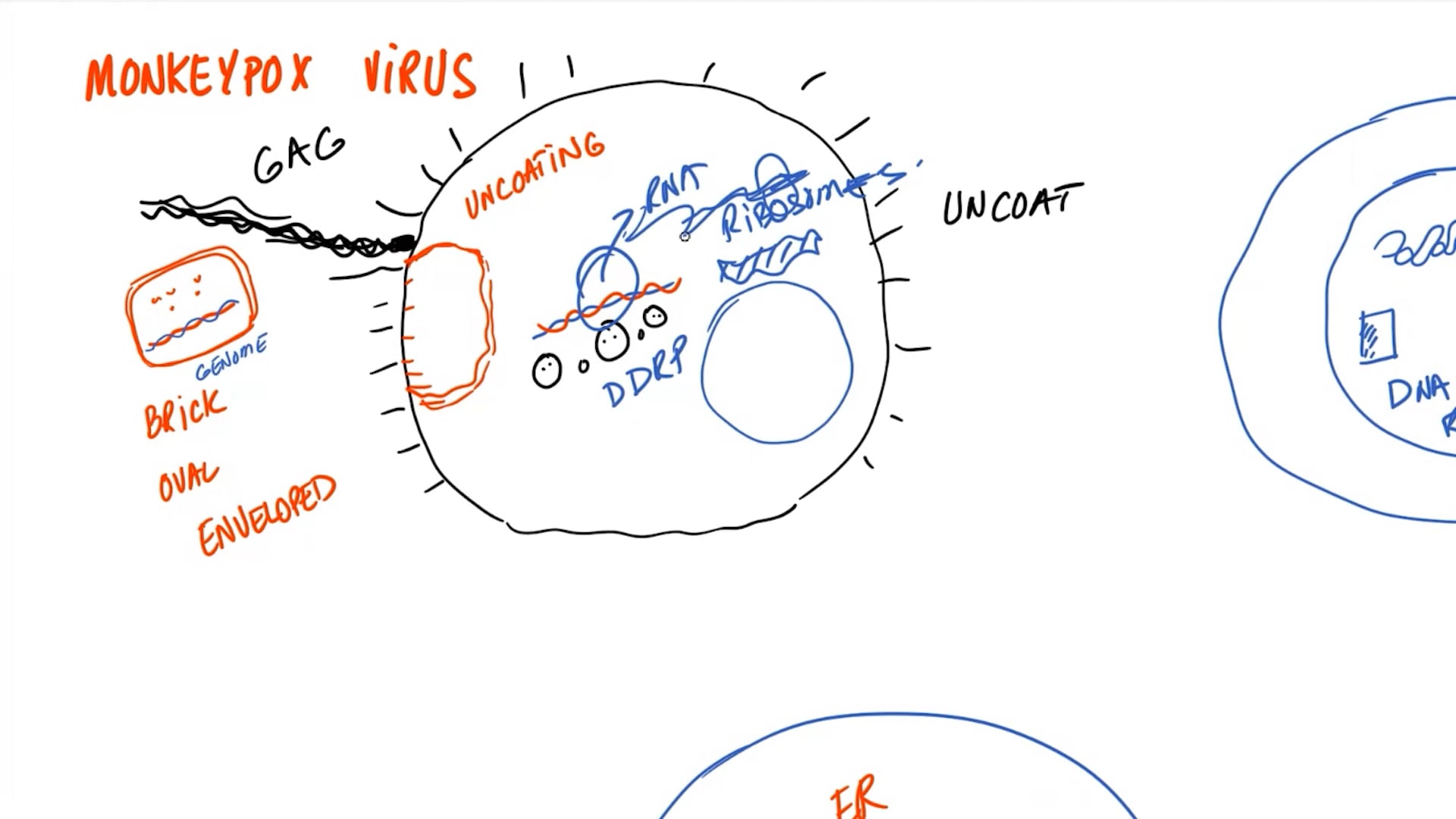 How Does Monkeypox Virus Work