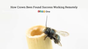 How Crown Beeas found success working remotely