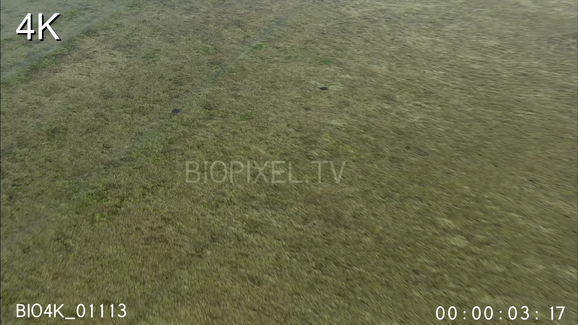 4K Raine Island - Aerial - Green sea turtle swimming over reef flat ...