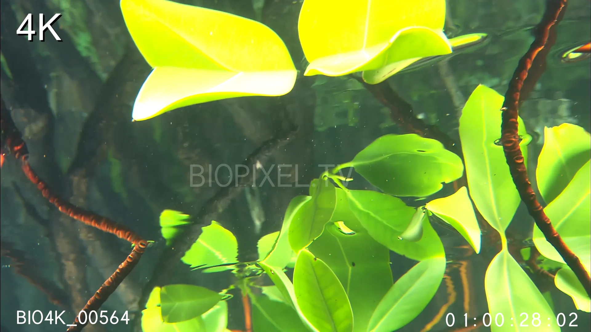 4K Freshwater Streams & Rivers - Archer fish under mangroves 4K.mp4 on ...