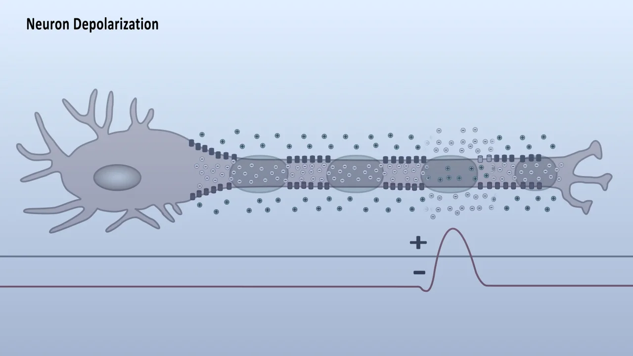 Neuron Depolarization