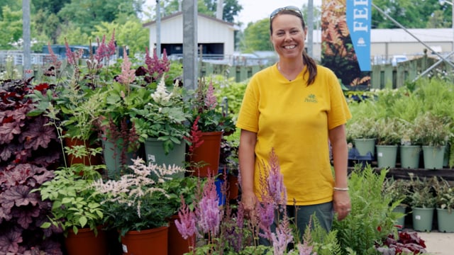 Astilbe Spotlight | Grow for Shade, Deer Resistance & Pollinators