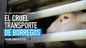 [INVESTIGACIÓN] ¿Sabes cómo es el transporte de animales vivos? Borregos hacia el matadero italiano