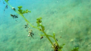 Apareix per primer cop una alga invasora molt nociva a les Illes Medes