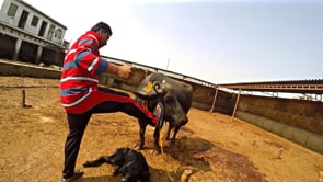 Infiltrating India’s Dairy Industry