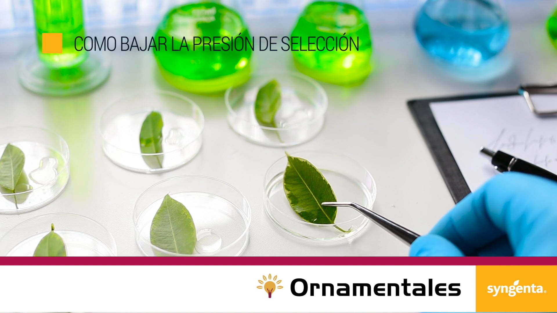 05 COMO BAJAR LA PRESION DE LA SELECCIÓN