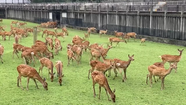 動画あり】奈良「鹿苑」の子鹿80頭、元気いっぱい公園デビュー｜奈良