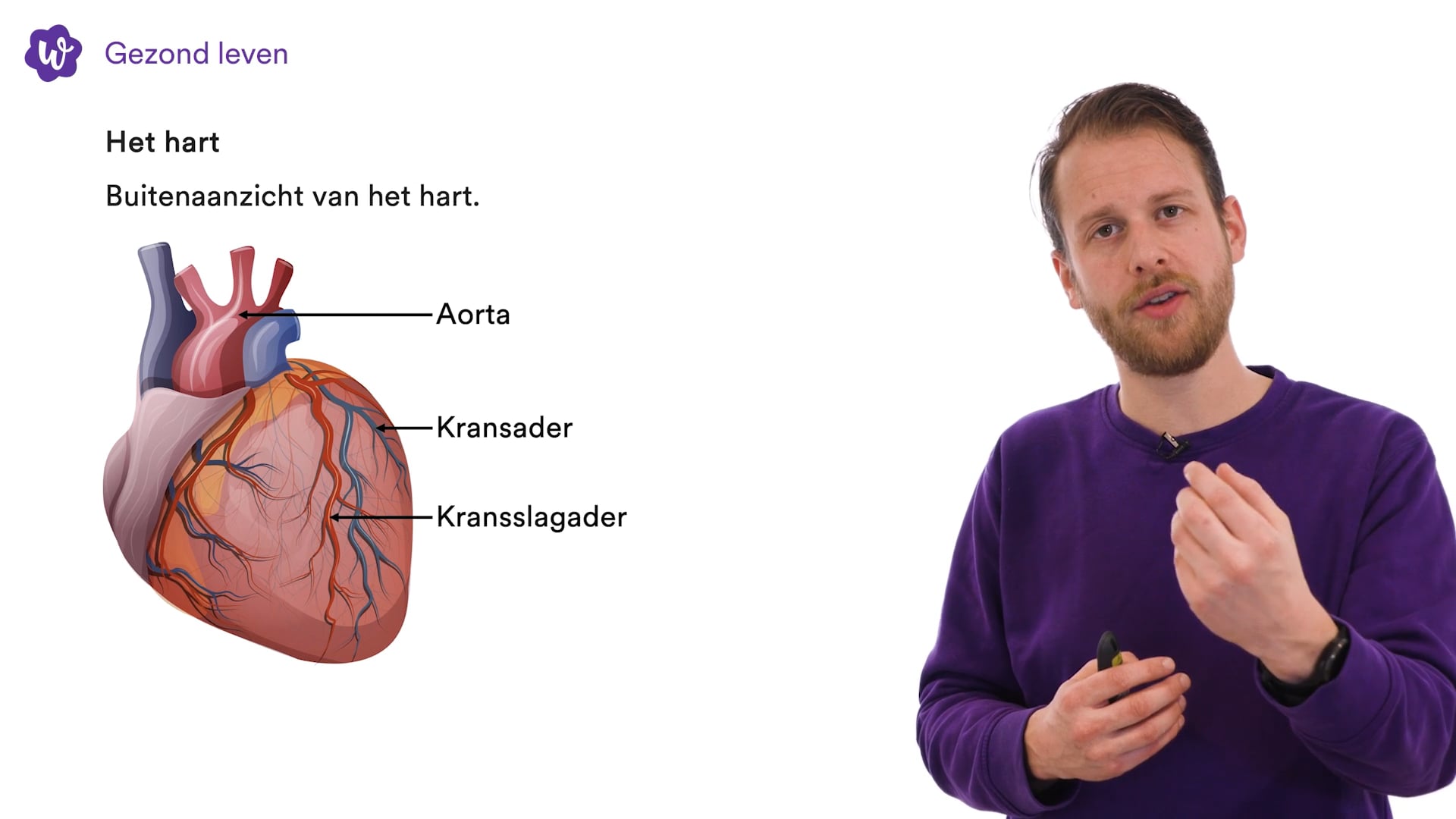 Oefen Met De Bloedsomloop Uit Biologie Voor Jou / Bvj – 2/3 Vmbo-t/havo ...