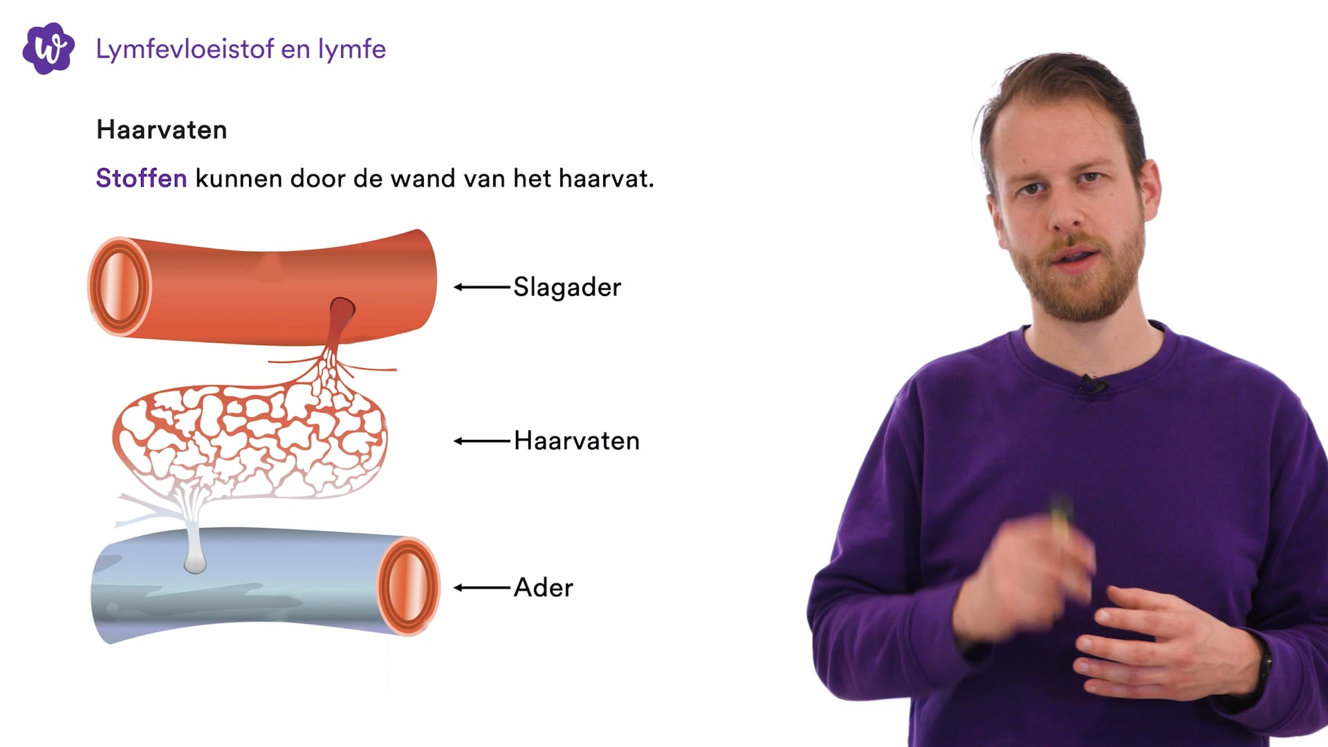 Oefen Met De Bloedsomloop Uit Biologie Voor Jou / Bvj – 2/3 Havo/vwo ...