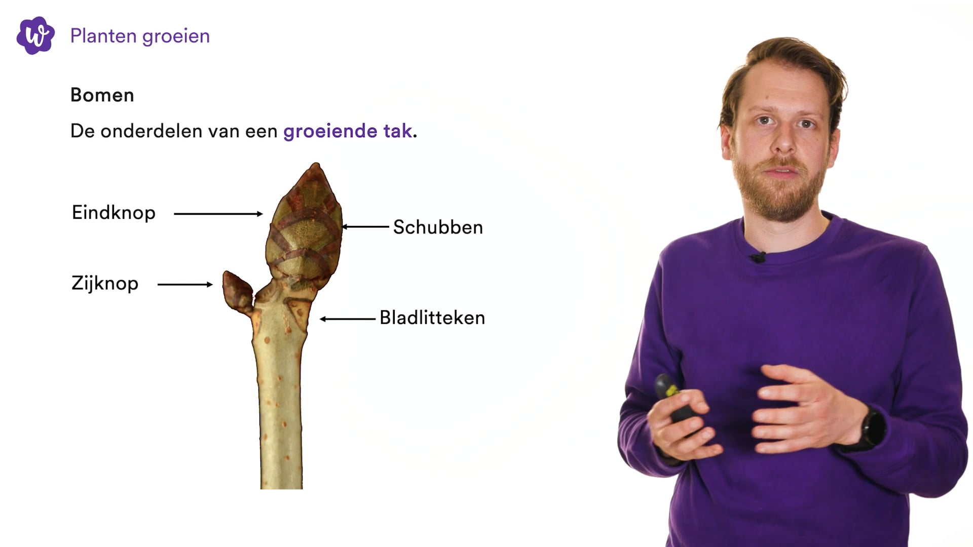 Planten groeien oefenen | StudyGo