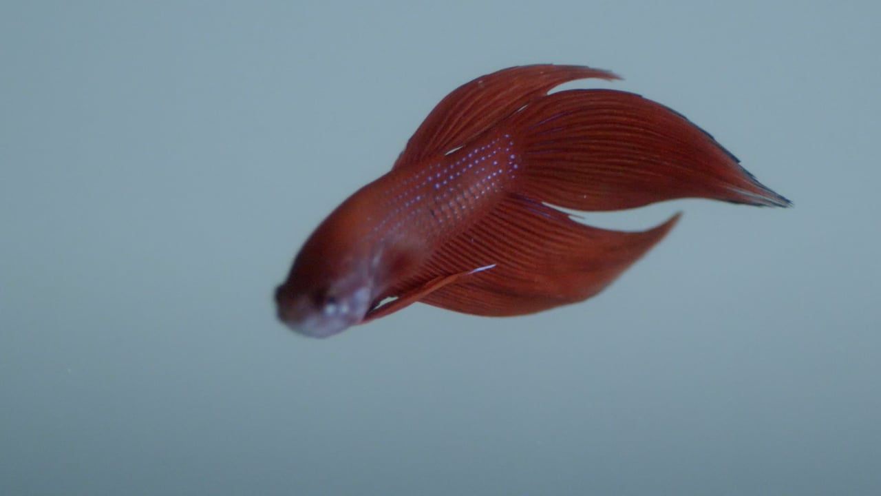 Motion — Tanya & Zhenya Posternak, Mini Title 2025