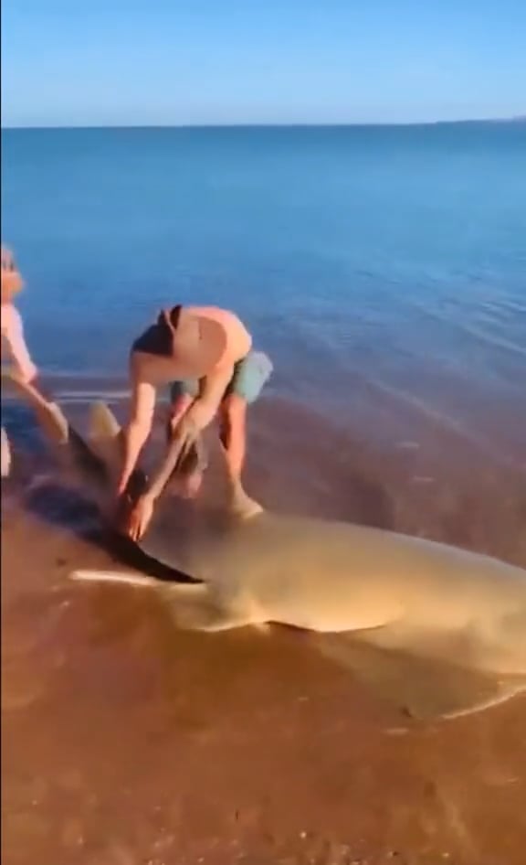 Stranded fish.mp4 on Vimeo