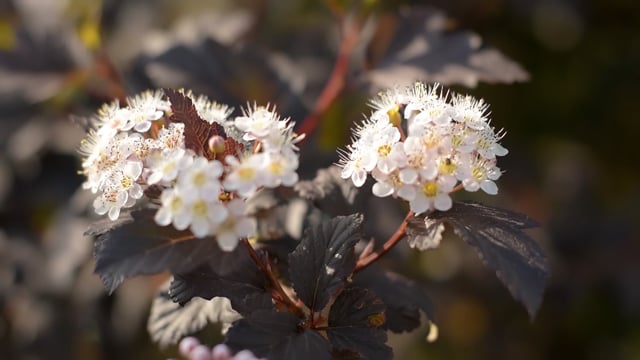 Flowers, Tree, Green. Free Stock Video - Pixabay