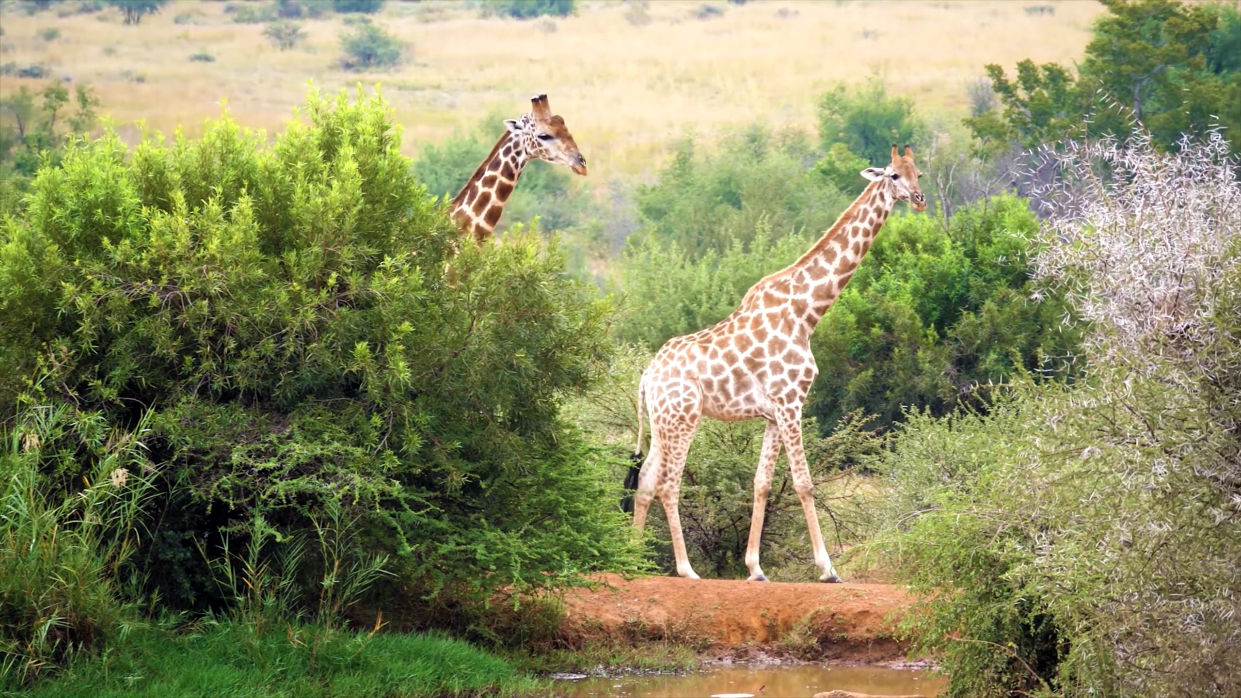 Giraffes.mp4 on Vimeo