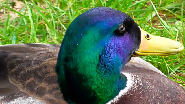 Duck Plumage Eye Free Stock Video - Pixabay