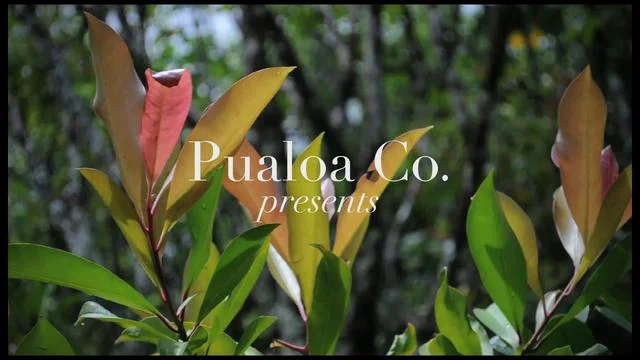 BOZO PAULOA パウスカート希少 BOZO PUALOA(ボゾ) - パウスカートショップ｜フラダンス衣装の