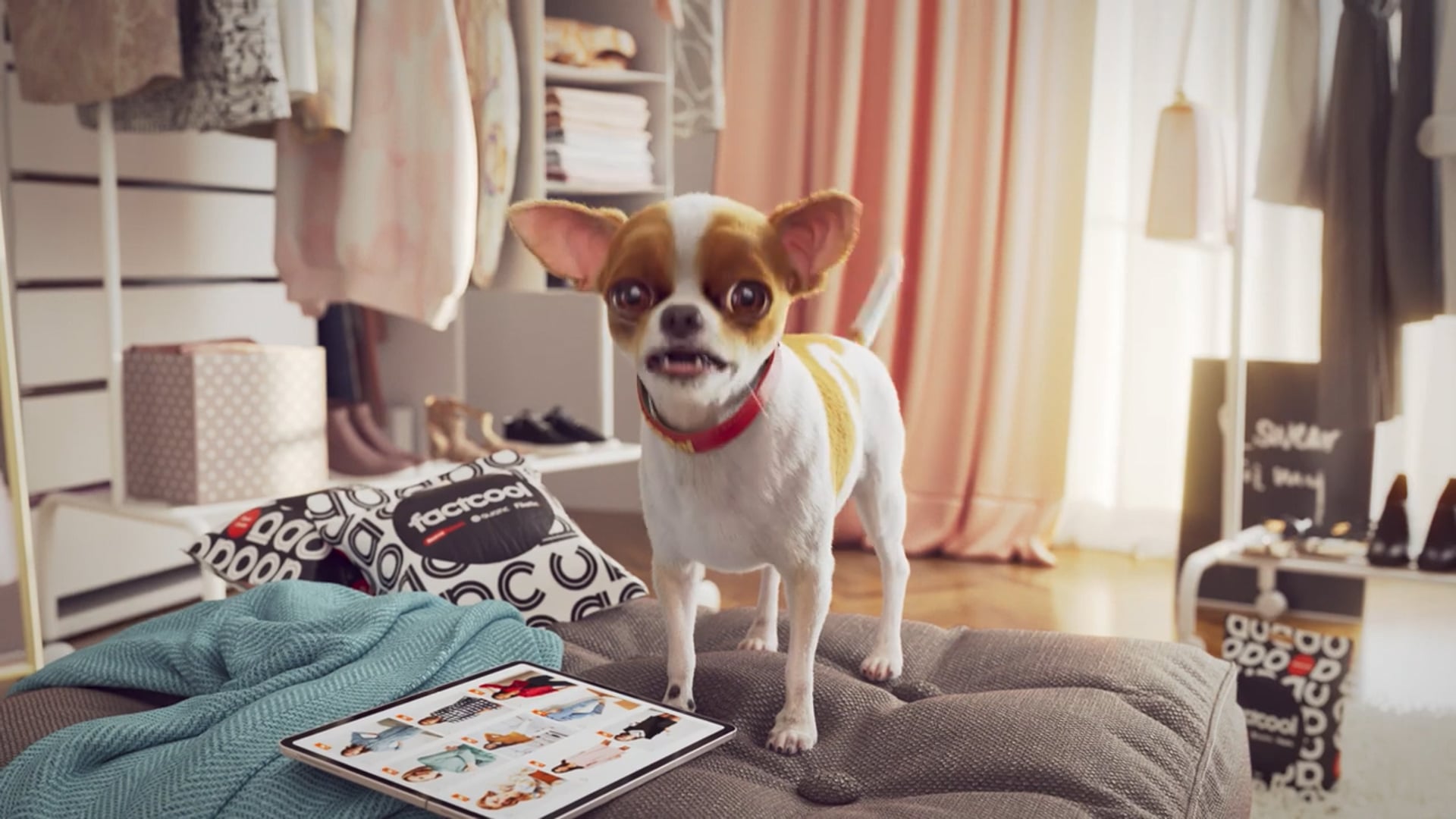 Chihuahua Fashion Influencer | Factcool CRO