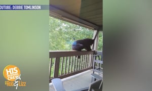 Bear on the Porch