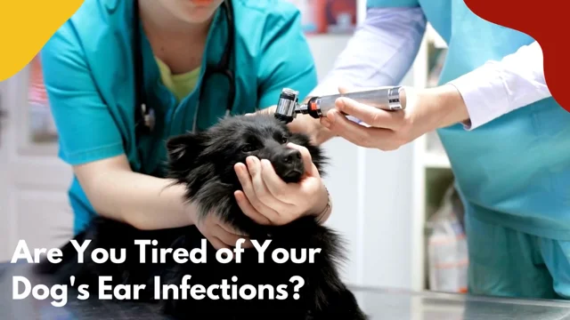 Does my pet have an ear infection — Woofpurnay Veterinary Hospital