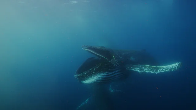 Massive bait ball, feeding humpback whales, photographed from the