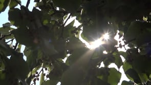 Tancada l'Alerta del Pla PROCICAT un cop finalitzada l'onada de calor