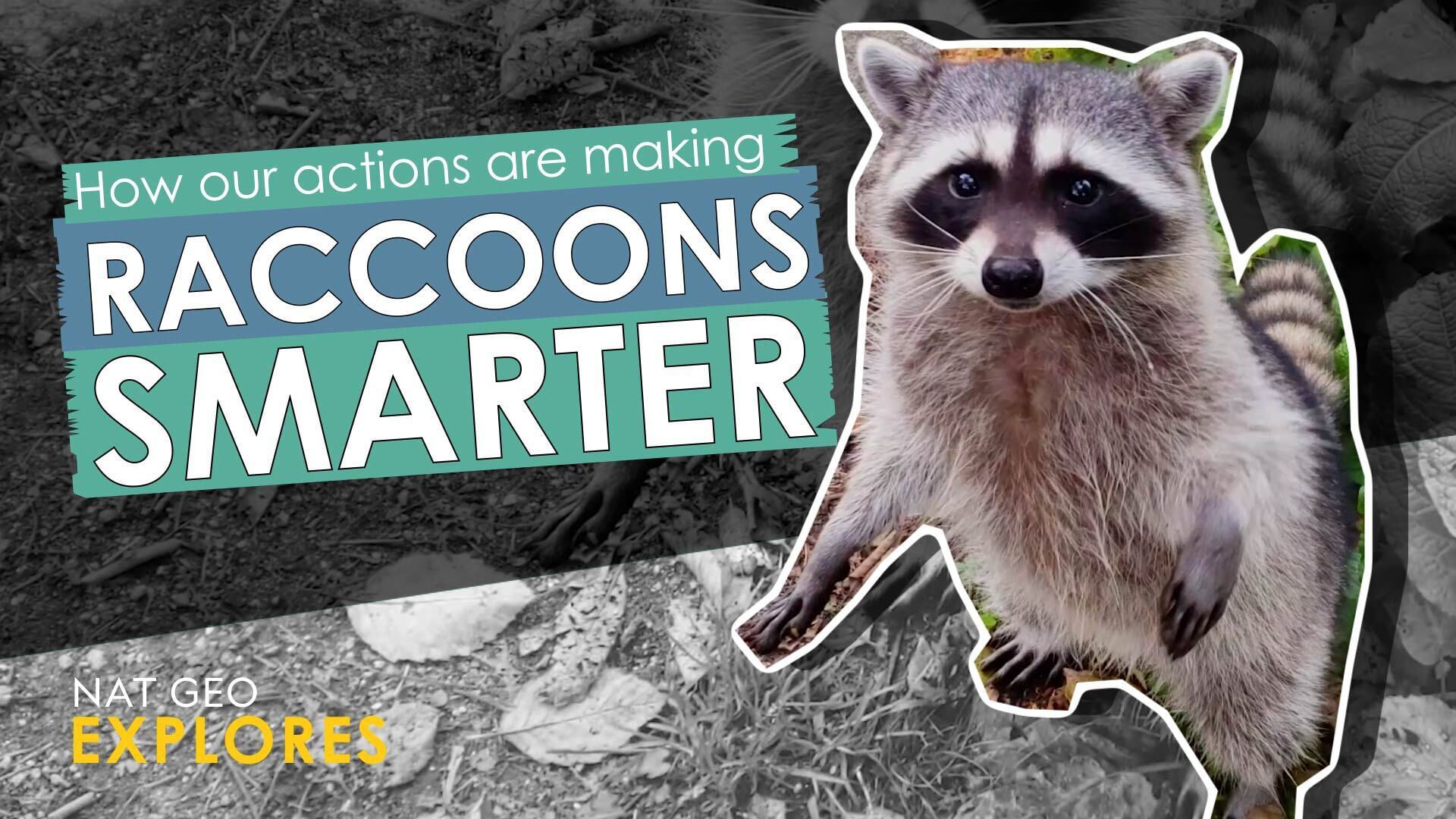 How our actions are making raccoons smarter