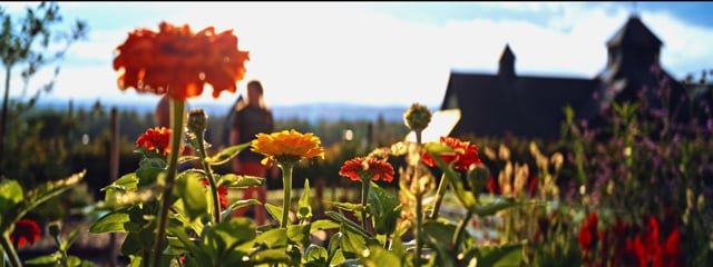 The Beauty of a True Anamorphic Lens