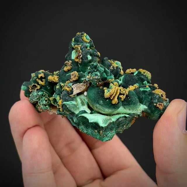 Pyromorphite & Cerussite on Malachite (classic locale) Reynolds Coll.