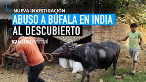 [INVESTIGACIÓN] Indignante abuso a búfala en India