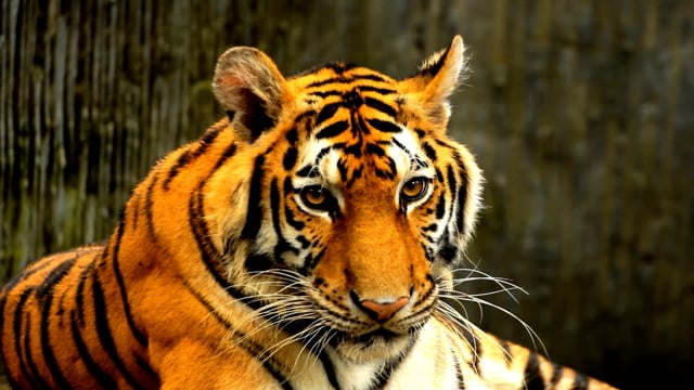 60+ Free Tiger & Animal Videos, HD & 4K Clips - Pixabay 60+ Free Tiger & Animal Videos, HD & 4K Clips - Pixabay