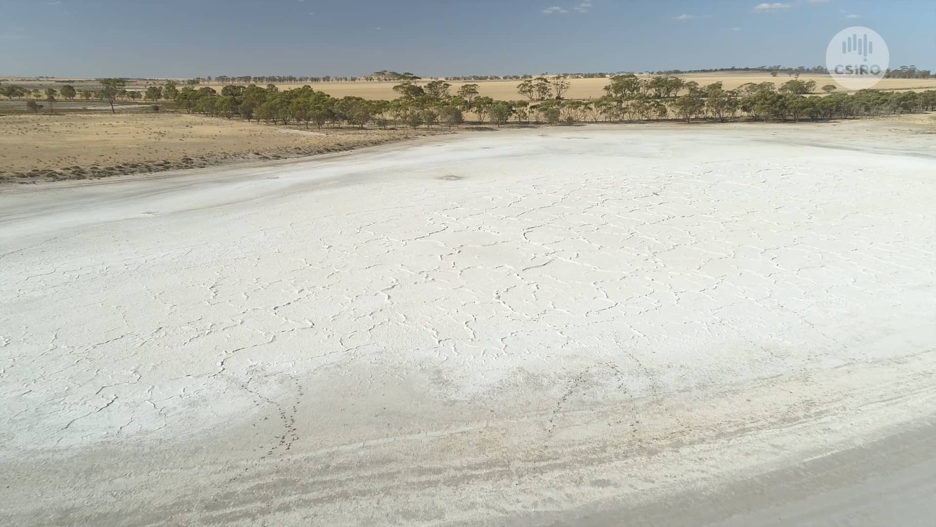 saltbush-for-grazing-livestock-on-vimeo