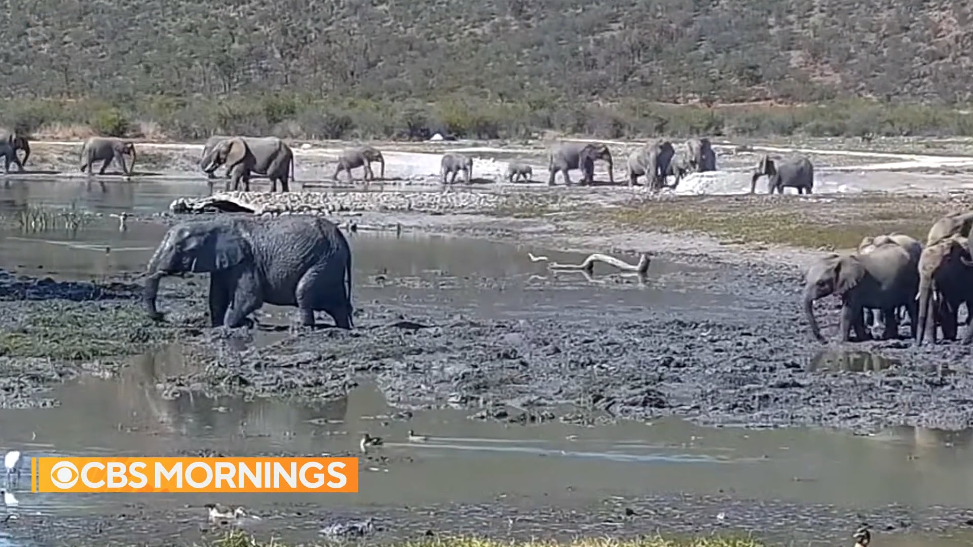 Thailand's oldest elephant sanctuary reopens after two-year pandemic closure.mp4