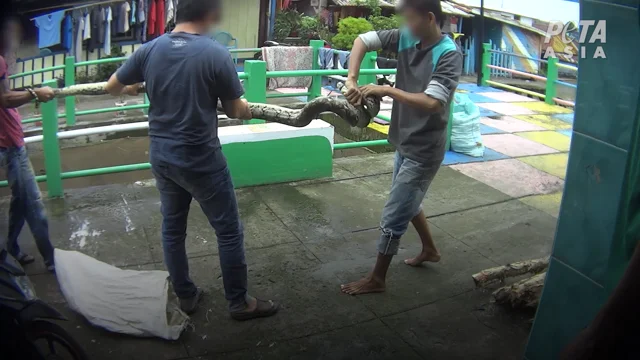 PETA Asia Exposes Gruesome, Shocking Abuse in Global Snakeskin Trade -  Living - PETA India