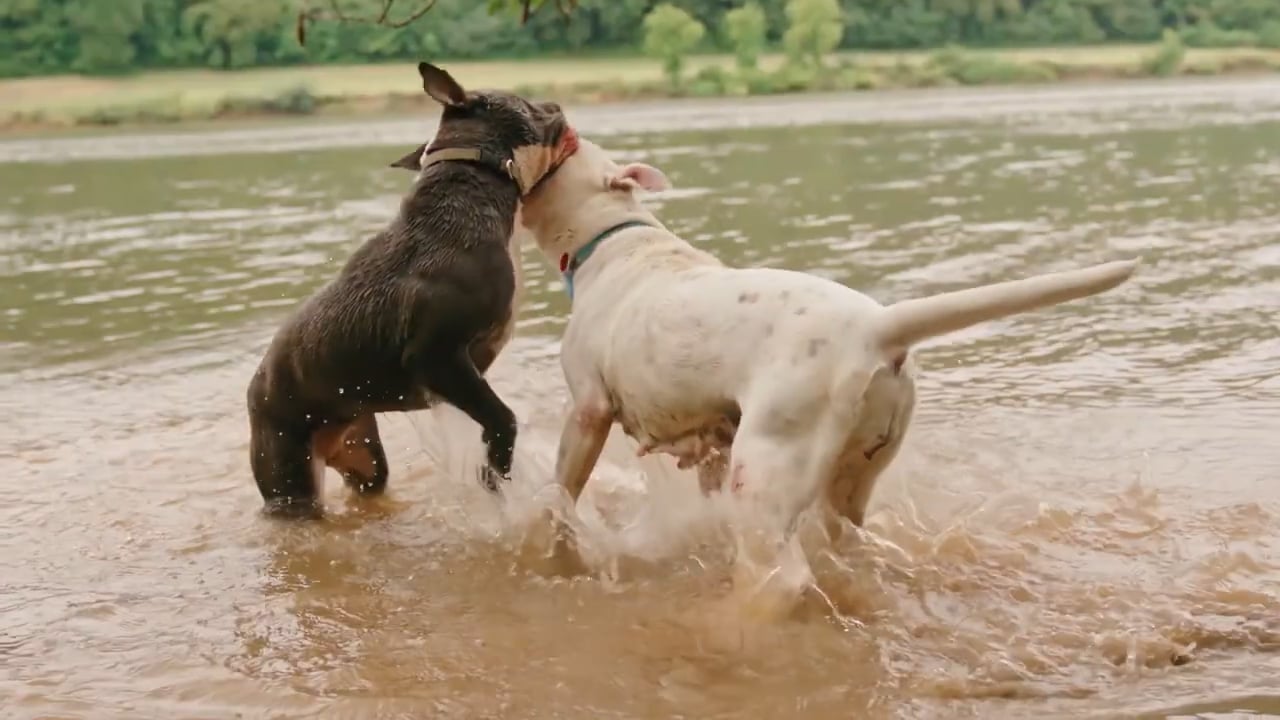 Top 10 Dog Breeds That Can Defend You From A Bear _ Bear Protection