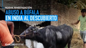 Nuevo caso de extrema crueldad animal en India